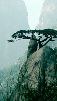 ���൥���Ʒ���